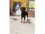 فروش سگ بالغ و نگهبان روتفایلر