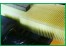 فروش کاغذ چین شده مورد استفاده در فیلتر انواع خودروها
