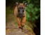 فروش سگ بلژین مالینویز Belgian Malinois