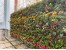 گل و گیاه و اجرای فضای سبز