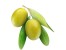 خریدار زیتون رودبار خریدار روغن زیتون عمده خرید روغن زیتون ایران