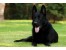 فروش سگ ژرمن بلک اصیل فوق العاده زیبا
