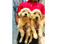 فروش ویژه بیش از 30 قلاده سگ گلدن در تمامی مدل ها