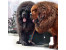  فروش بزرگ ترین سگ جهان سگ تبت ماستیف در تهران