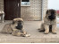 توله قفقازی-فروش سگ قفقازی