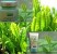 بهترین کرمهای روشن کننده و لایه بردار چای سبز