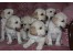 فروش ویژه گلدن رتریور - فروش سگ golden retriever