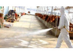 Special:  محلول پراستیک اسید 5 درصد دام و طیور پر اکسیدین داموسیب