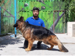 Special:  فروش سگ ژرمن شپرد