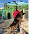 Special:  خرید سگ ژرمن سگ نگهبان اصیل سگ ژرمن شپرد 