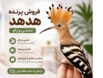 Special:  فروش پرنده هدهد