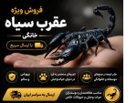 Special:  فروش عقرب سیاه پرورشی 